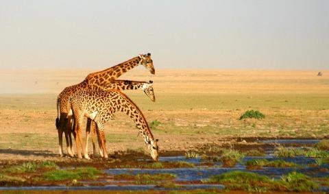 Kenia jirafas