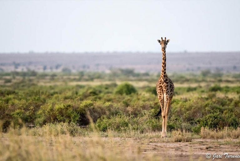 Kenia jirafa
